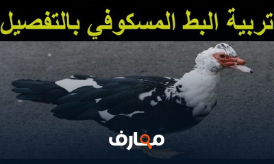 مشروع تربية البط البلدى