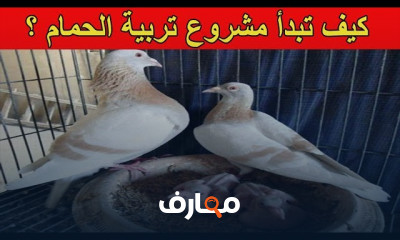 مشروع تربية الحمام البلدي