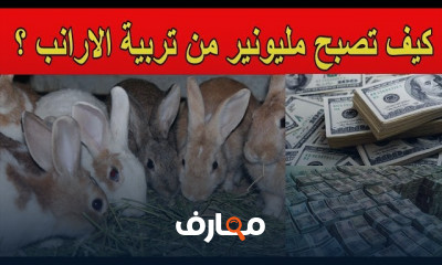 تربية الأرانب