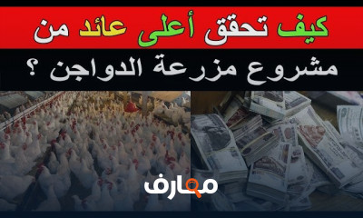 مشروع تربية الدواجن بالمنزل