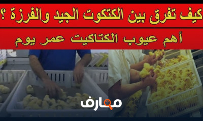 مواصفات أنواع كتاكيت دواجن