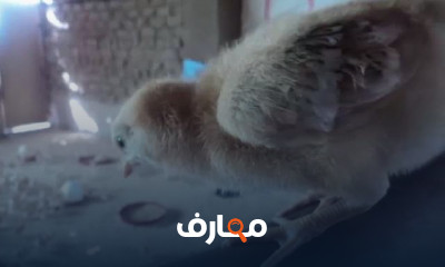 طريقة تدفئة الكتاكيت