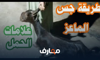 تربية الأغنام والماعز