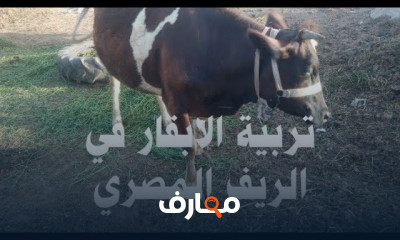 تربية الأبقار والجاموس