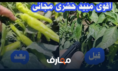 زراعة الحدائق والنباتات