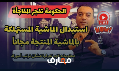 تربية الأغنام للمبتدئين