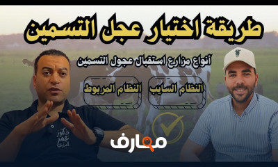 تربية الأغنام والمواشي للتسمين