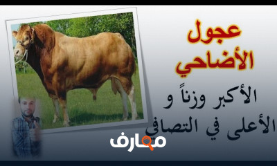 تسمين العجول أبقار الحليب