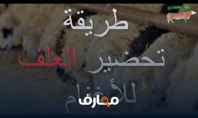 تربية المواشي