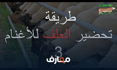 طريقة تحضير العلف للأغنام