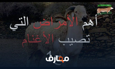 أمراض الأغنام وطريقة العلاج