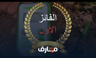 تسمين الأغنام