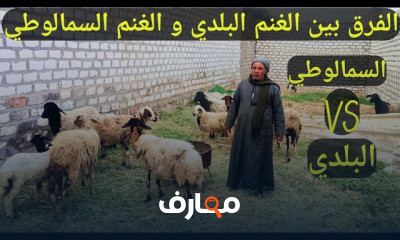 تربية الأغنام والماعز بالمنزل