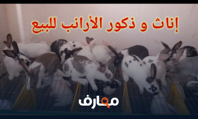 تربية الأرانب في أقفاص