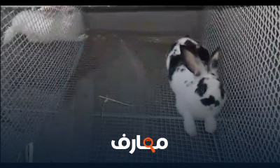 طريقة تربية الأرانب