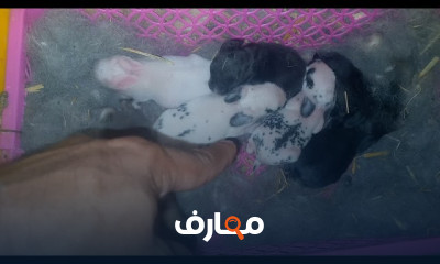 طريقة تربية الأرانب بالصيف