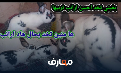 دراسة جدوى مشروع تربية الأرانب