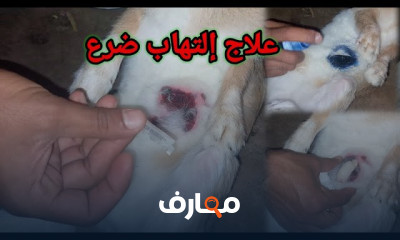 دواء علاج إلتهاب الضرع للأرانب