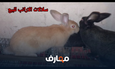 كيف تبدأ مشروع تربية الأرانب