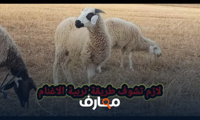 طريقة تربية الاغنام