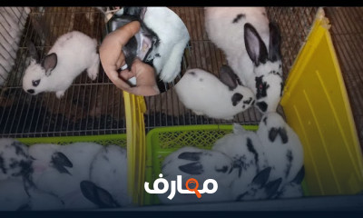 علاج الأمراض عند الأرانب