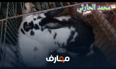 التلقيح عند الأرانب