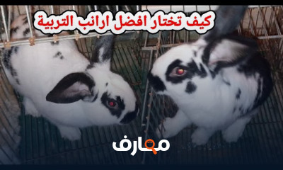 اختيار السلالة المناسبة للأرانب