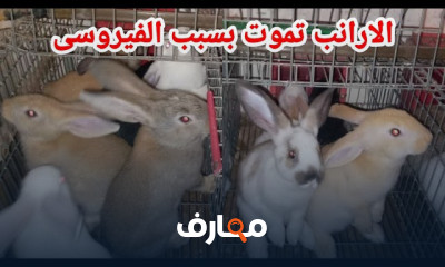 نصائح في تربية الأرانب