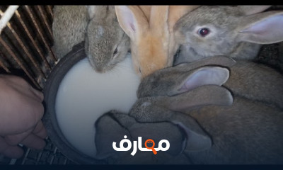 طريقة عمل الحليب الصناعي للأرانب