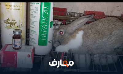 تحصين الأرانب ضد التسمم المعوي