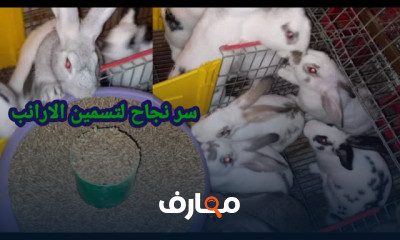 مشروع تسمين الأرانب