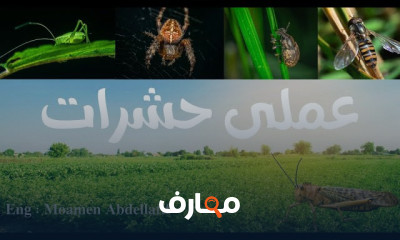 مادة حشرات كلية زراعة