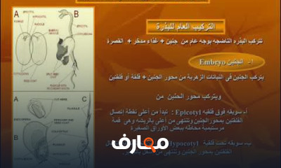مورفولوجيا وتشريح النبات