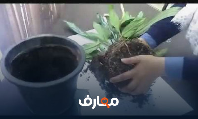 طريقة زراعة نبات الأجلونيما