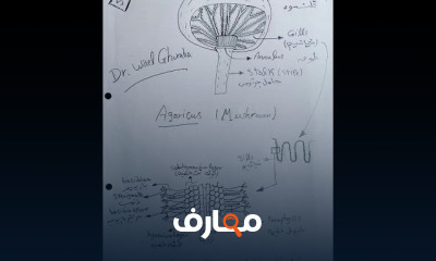 رسومات تقسيم نبات أولى بيولوجى