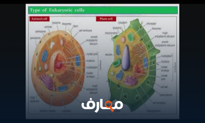 الفطريات الطحلبية والزقية