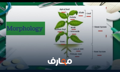 مصطلحات الأعشاب والنباتات
