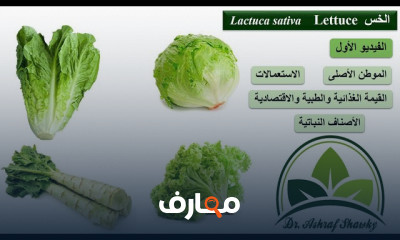 زراعة الخس