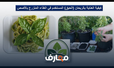 زراعة الريحان فى المنزل