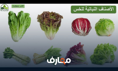 زراعة الثوم الأخضر بالمنزل