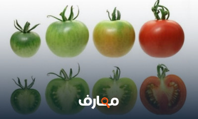 أفضل درجة صلاحية لقطف الثمار