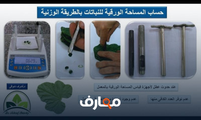 حساب المساحة الورقية للنبات