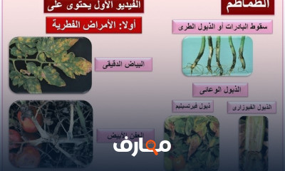 الأمراض الفطرية للنباتات