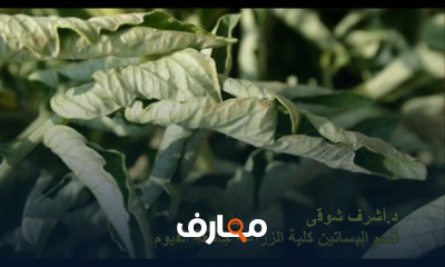 الأمراض الفسيولوجية للنباتات