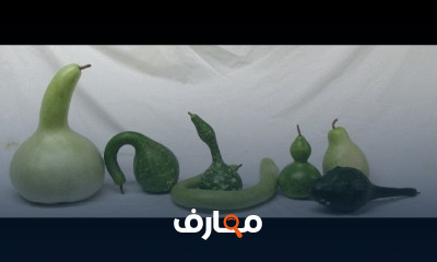 الوصف النباتى لنباتات الخضر