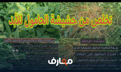 زراعة البرسيم