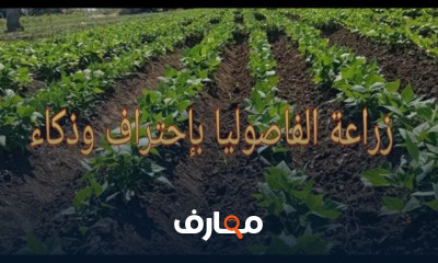طرق زراعة الفاصوليا