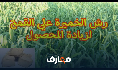 طريقة عمل تركيبة الخميرة للقمح