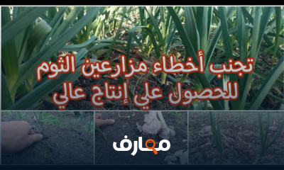 زراعة البصل والثوم
