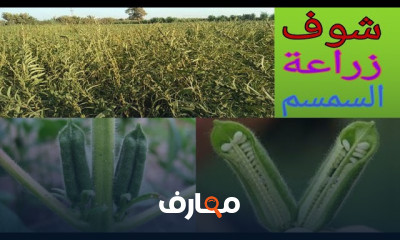 زراعة السمسم